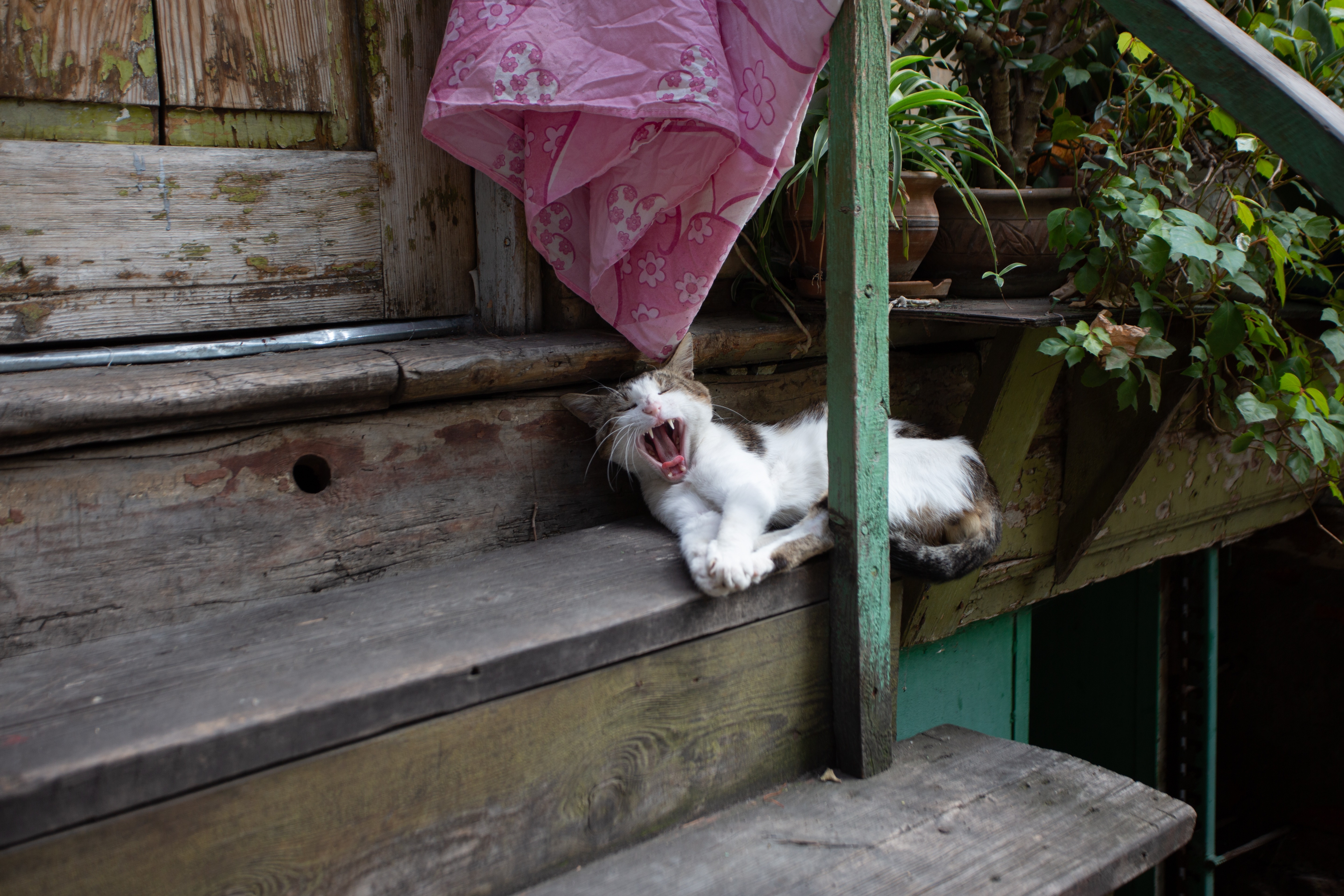 Котёнок зевает